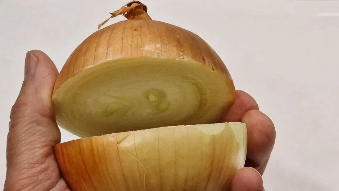 Hagyma